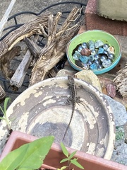 Sceloporus olivaceus