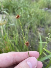 Rhynchospora fascicularis