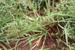 Lestes pallidus