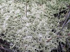 Sphagnum trinitense