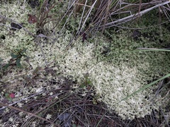 Sphagnum trinitense
