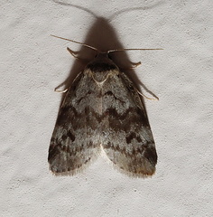 Thallarcha leptographa