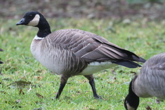 Branta hutchinsii