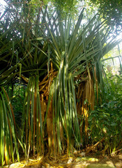 Pandanus labyrinthicus