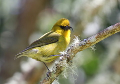 Hemignathus wilsoni