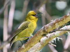 Hemignathus wilsoni