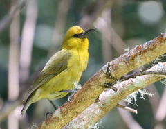 Hemignathus wilsoni