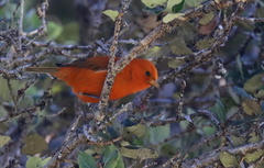 Loxops coccineus