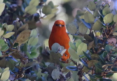 Loxops coccineus