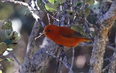 Loxops coccineus