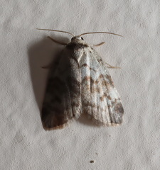 Thallarcha leptographa