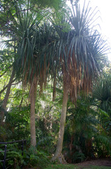 Pandanus labyrinthicus