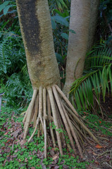 Pandanus labyrinthicus