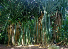 Pandanus labyrinthicus