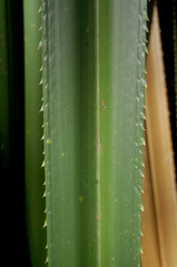 Pandanus labyrinthicus