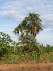 Mauritiella