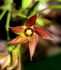 Matelea hirtelliflora