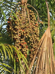 Mauritiella