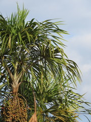 Mauritiella