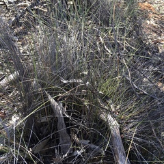 Schoenus subaphyllus