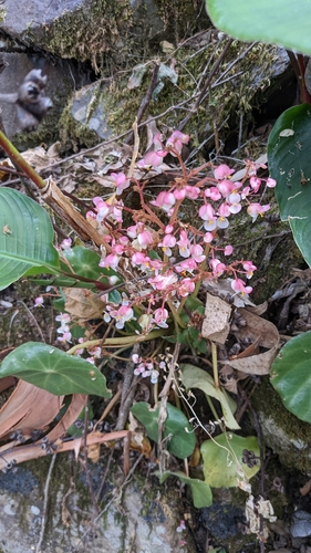 Image of Begonia conchifolia by (c) Jake Rehage, some rights reserved (CC BY)