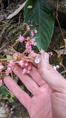 Begonia conchifolia, photograph Jake Rehage, CC BY, iNaturalist via GBIF