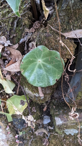 Image of Begonia conchifolia by (c) Jake Rehage, some rights reserved (CC BY)