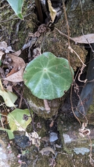 Begonia conchifolia, photograph Jake Rehage, CC BY, iNaturalist via GBIF