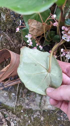 Begonia conchifolia, photograph 3
