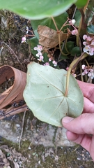Begonia conchifolia, photograph Jake Rehage, CC BY, iNaturalist via GBIF