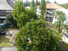 Sapindus rarak
