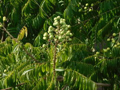 Sapindus rarak