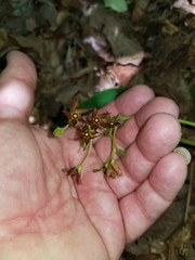 Matelea hirtelliflora