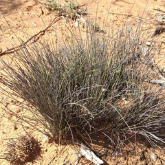 Schoenus subaphyllus