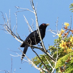 Eudynamys scolopaceus