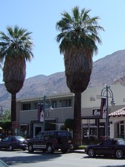 Washingtonia filifera