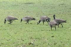 Branta hutchinsii
