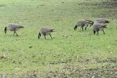 Branta hutchinsii