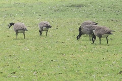 Branta hutchinsii