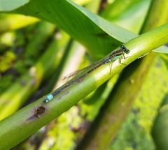 Ischnura senegalensis