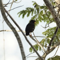 Acridotheres grandis