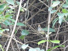 Orthotomus sepium