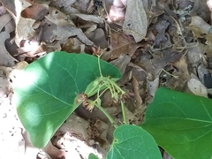 Matelea hirtelliflora