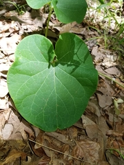 Matelea hirtelliflora