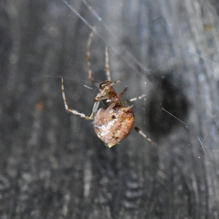 Theridiidae