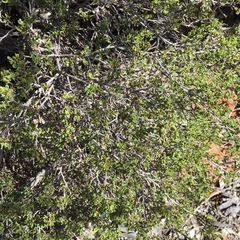 Dodonaea bursariifolia