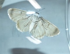 Dyscheralcis crimnodes