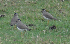 Vanellus melanocephalus