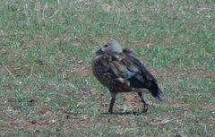 Cyanochen cyanoptera