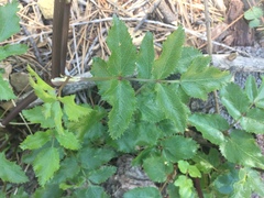 Tauschia arguta